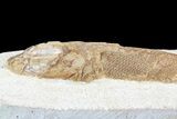 Lower Turonian Fossil Fish - Goulmima, Morocco #76403-3
